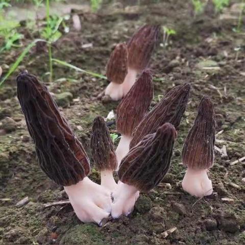 新赛季268抽+传奇车！巅峰极速圆梦基金上线，山路称霸必备