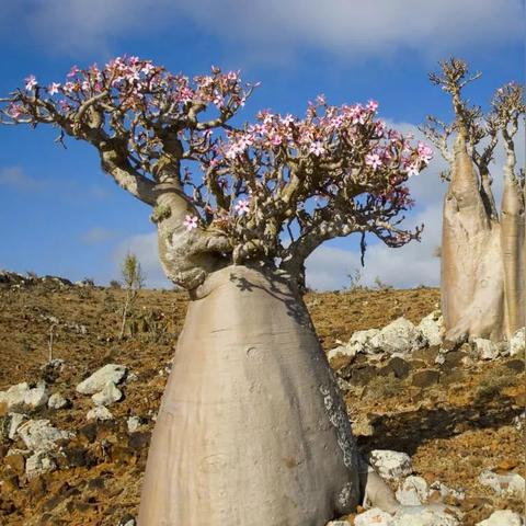 全球玩家热议红色沙漠质量，畅销榜前五实至名归