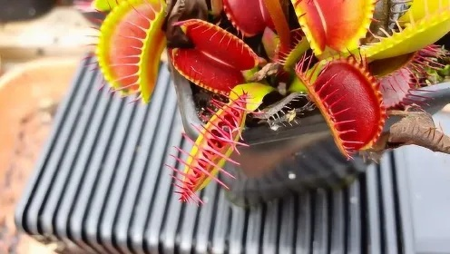 食人草类型有哪些?揭秘高玩击杀技巧与稀有掉落 食人草类型有哪些?揭秘高玩击杀技巧与稀有掉落