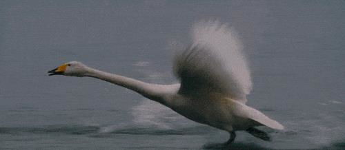 金鱼只有7秒记忆？大错特错！揭秘金鱼智商与训练绝招