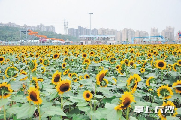 花叮游戏更名花叮娱乐，焕新出发，开启玩家期待的新生态