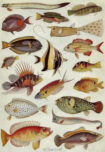 Collector's Cove 传说鱼类图鉴:37种全解锁 Collector's Cove 传说鱼类图鉴:37种全解锁