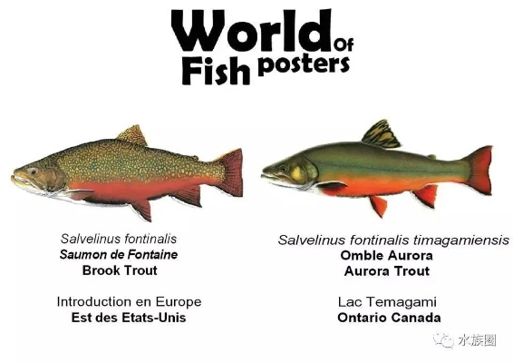 Collector's Cove 传说鱼类指南:解锁全部 37 种 Collector's Cove 传说鱼类指南:解锁全部 37 种