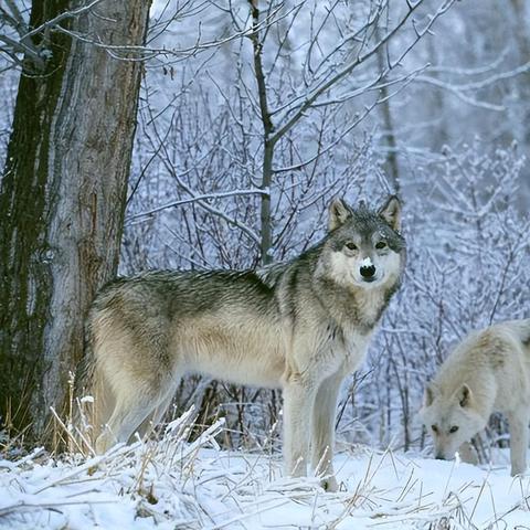 布鲁·玛丽DLC上线!饿狼传说,群狼之城新角色解析 布鲁·玛丽DLC上线!饿狼传说,群狼之城新角色解析