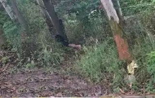 还在被冻死?龙脊雪山忍冬之树升级路线与生存指南 还在被冻死?龙脊雪山忍冬之树升级路线与生存指南