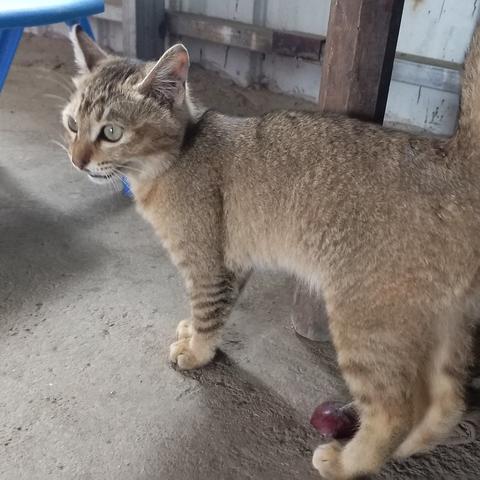 拒绝随缘！动森动物搬家机制深度揭秘与刷人黑科技