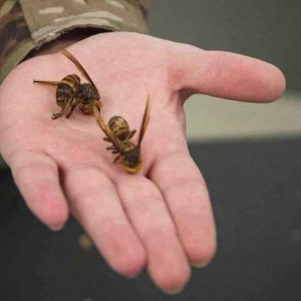 红色沙漠玩家浣熊演示引热议，谨慎观看！