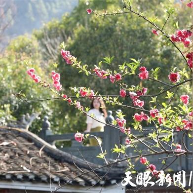 繁花似锦冰装登场，艾尔之光花漾装扮来袭