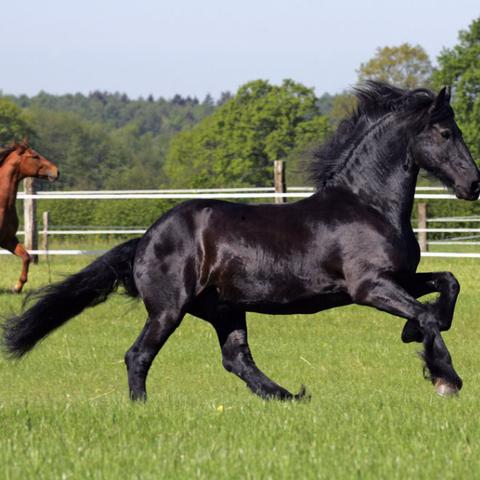 5.2灵魂兽机制大变?揭秘三大新流派与隐藏驯服技巧 5.2灵魂兽机制大变?揭秘三大新流派与隐藏驯服技巧