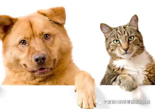 五花宠物网深度,五花宠物合成公式与变异概率实战分析 五花宠物网深度,五花宠物合成公式与变异概率实战分析