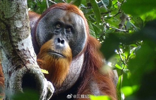 红毛猩猩首次用药草处理伤口，动物界的神农是真的吗？