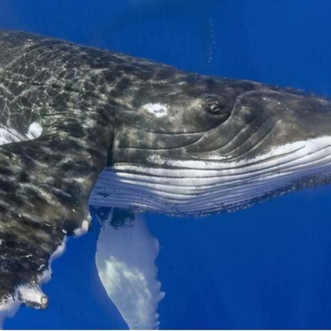 PS5死亡搁浅2春季特惠，亚马逊29.99美元入手