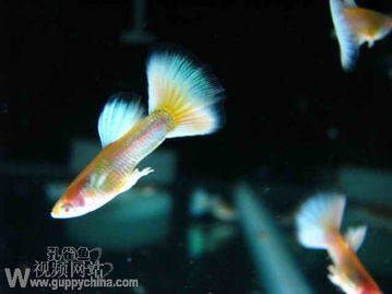 Heartopia“梦幻光影”活动季所有鱼类、昆虫和食谱 Heartopia“梦幻光影”活动季所有鱼类、昆虫和食谱