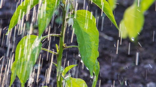 热带太阳果怎么种?2026最新变种培育与高产收益全攻略 热带太阳果怎么种?2026最新变种培育与高产收益全攻略