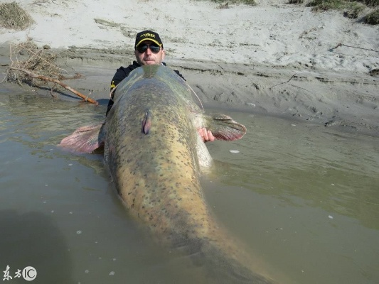 22磅鲶鱼怎么钓？揭秘巨物欧洲鲶的出没规律与溜鱼绝技