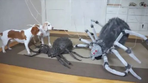 蜘蛛狗恶作剧为何屡试不爽？揭秘爆款整蛊视频的拍摄门道与避坑指南