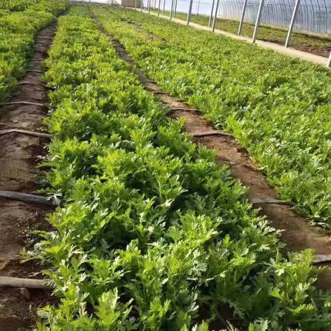 揭秘蔬菜庄园高阶布局，2026年如何利用长周期作物实现躺赚？